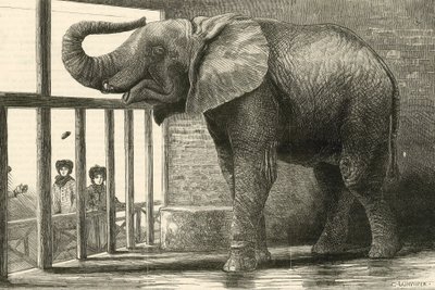 動物園の大きなアフリカゾウ、ジャンボ（エングレーヴィング） 作： English School