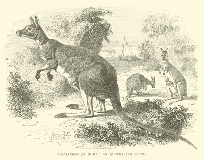 オーストラリアのシーン、自宅でのカンガルー 作： English School