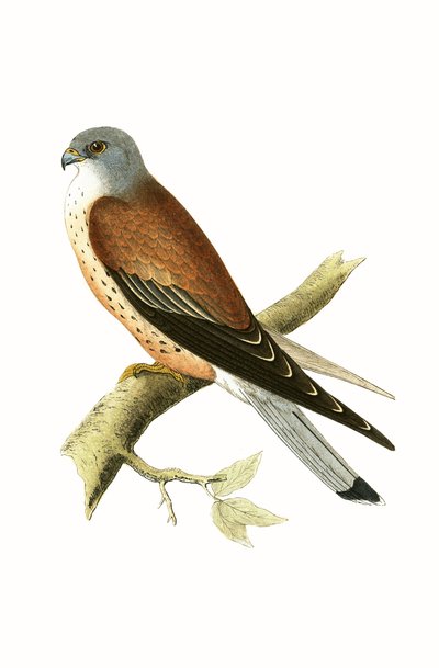ケストレル、チャールズロバートブリー（1811-86）による「イギリスの島々では観察されないヨーロッパの鳥の歴史」の図解、1867年発行 作： English School