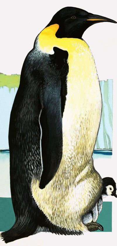 キングペンギン 作： English School