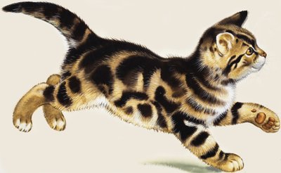子猫 作： English School