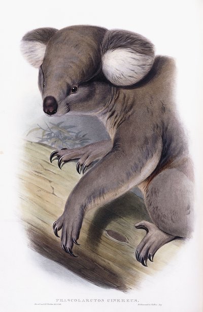 コアラ-Phascolarctos cinereus、1845-1863 作： English School