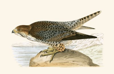 ラナーファルコン、チャールズロバートブリー（1811-86）による「イギリスの島々では観察されないヨーロッパの鳥の歴史」からのイラスト、1867年公開 作： English School