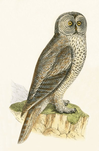 ラップフクロウ、チャールズロバートブリー（1811-86）による「イギリス諸島では観察されなかったヨーロッパの鳥の歴史」のイラスト、1867年公開 作： English School