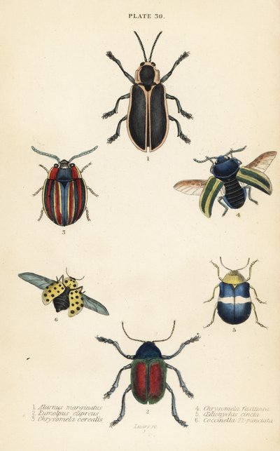 ヨコヅナクマムシ。Alurnus marginatus 1、Eumolpus curpreus 2、Chrysolina cerealis 3、枯れ葉虫 Chrysolina fastuosa 4、Oedionychis cincta 5、22-spot ladybird Psyllobora vigintiduopunctata 6 作： English School