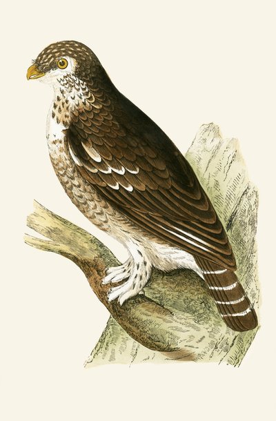 チャールズロバートブリー（1811-86）による「イギリスの島々では観察されないヨーロッパの鳥の歴史」からのイラスト 作： English School