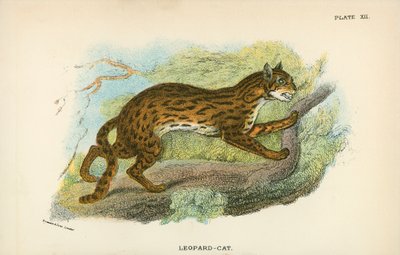 ヒョウ猫 作： English School
