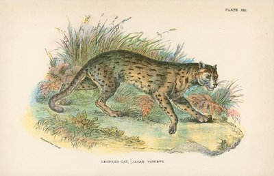 Leopard-Cat、[Javan Variety] 作： English School