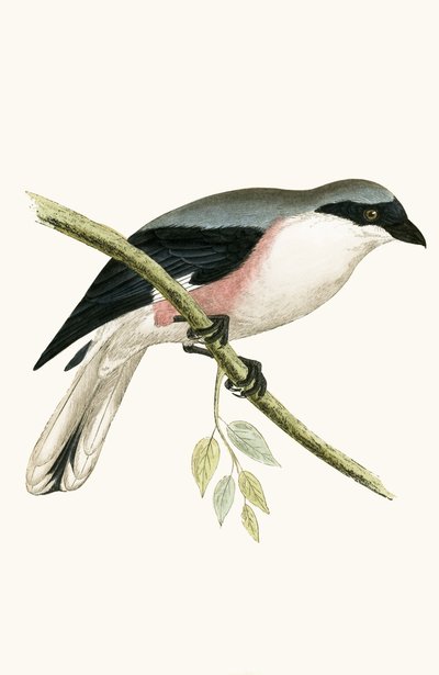 チャールズロバートブリー（1811-86）による「イギリスの島々では観察されないヨーロッパの鳥の歴史」からのイラスト 作： English School