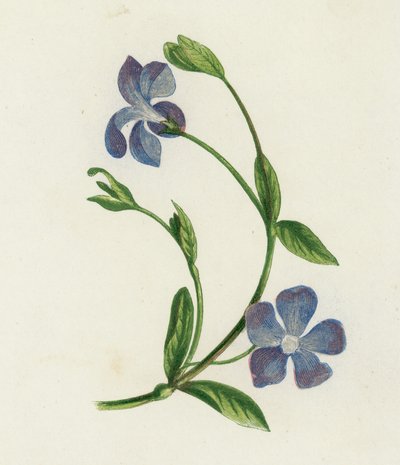 小雀（Vinca Minor）（カラーリトグラフ 作： English School