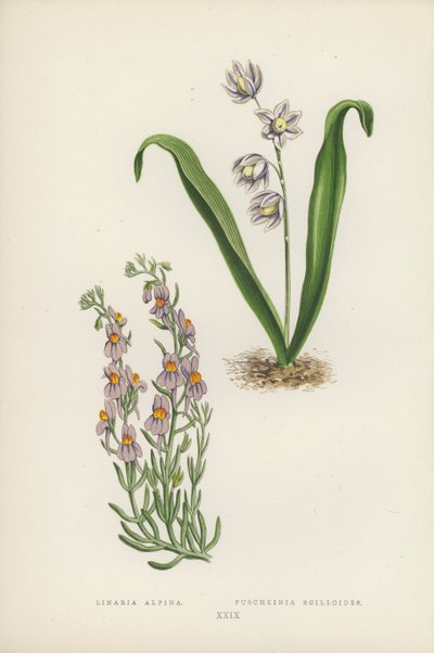 Linaria Alpina; Puschkinia Scilloides (カラーリトグラフ) 作： English School