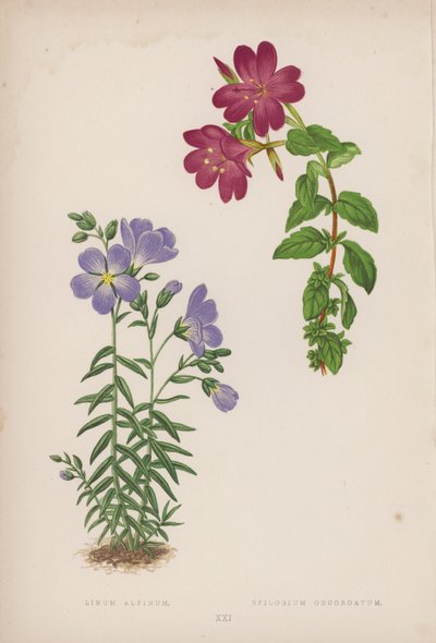 Linum Alpinum; Epilobium Obcordatum（カラーリトグラフ） 作： English School