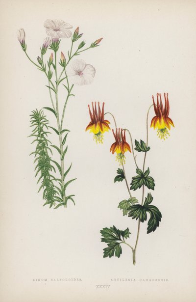 Linum Salsoloides; Aquilegia Canadensis (カラーリトグラフ) 作： English School
