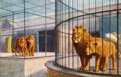 動物園のライオンズとタイガー（カラーリトグラフ） 作： English School