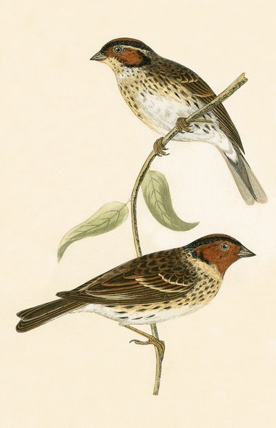 リトルホオジロ、チャールズロバートブリー（1811-86）による「イギリス諸島では観察されないヨーロッパの鳥の歴史」のイラスト、1867年公開 作： English School