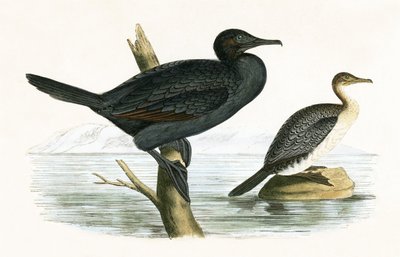 小さな鵜、チャールズロバートブリー（1811-86）による「イギリス諸島で観察されないヨーロッパの鳥の歴史」のイラスト、1867年公開 作： English School