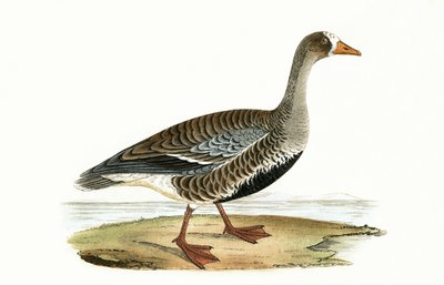 リトルホワイトフロングース、チャールズロバートブリー（1811-86）による「イギリス諸島では観察されないヨーロッパの鳥の歴史」のイラスト、1867年発行 作： English School