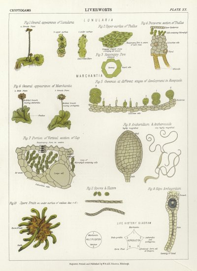 苔類 作： English School