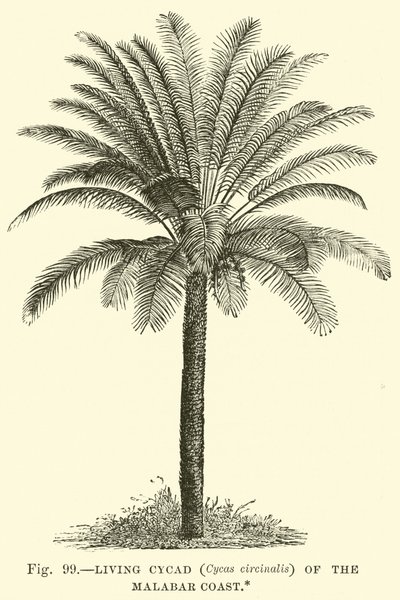 マラバル海岸の生きているソテツ（Cycas circinalis） 作： English School