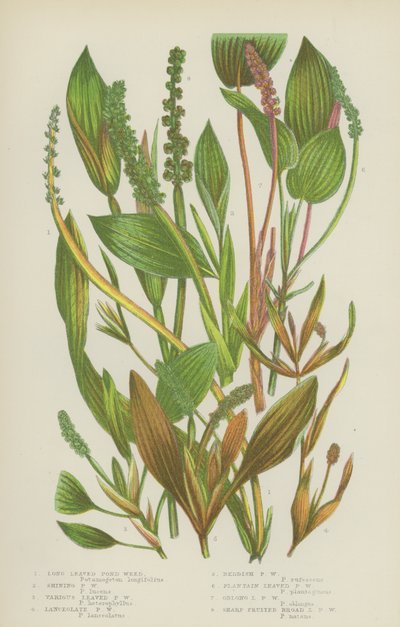 Long Leaved Pond Weed、Shining Pond Weed、Various Leaved Pond Weed、Lanceolate Pond Weed（カラーリトグラフ） 作： English School