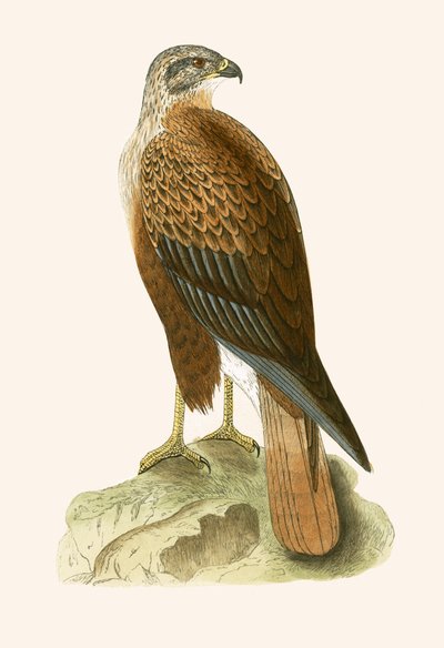 長い脚のノスリ、チャールズロバートブリー（1811-86）による「イギリス諸島では観察されないヨーロッパの鳥の歴史」のイラスト、1867年に公開（カラーリソ） 作： English School