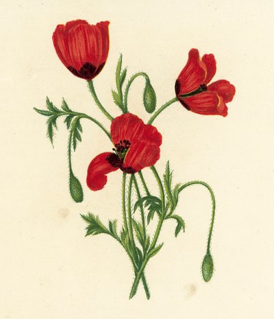 長い山椒の実、Papaver Argemone（カラーリトグラフ） 作： English School