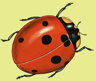 テントウムシの世話 作： English School