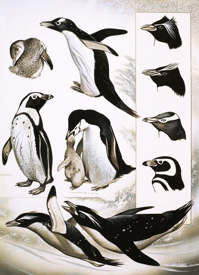 自然を見て：ツツガムシペンギンとは！ 作： English School