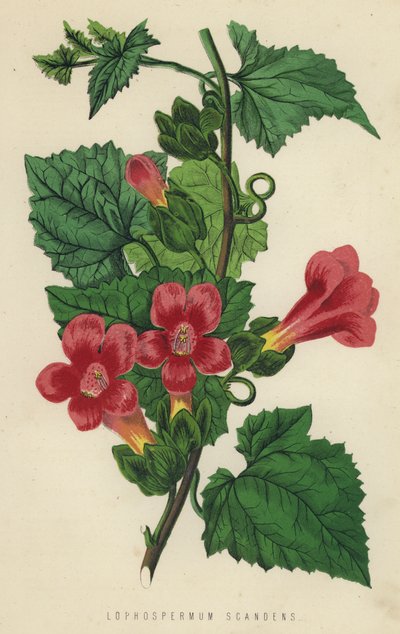 Lophospermum Scandens (クロモリス) 作： English School