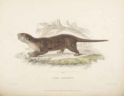 Lutra Leptonyx、Thomas Horsfield 著「Zoological Researches in Java and the Neighboring Islands」より 作： English School