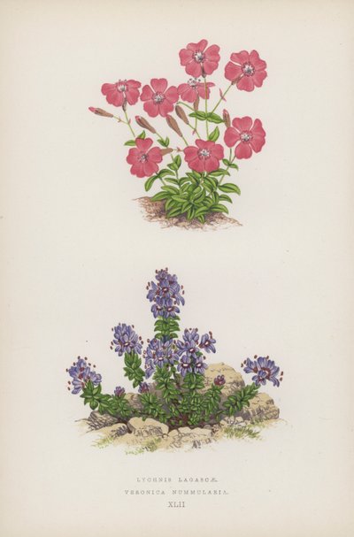 Lychnis Lagascae; Veronica Nummularia (カラーリトグラフ) 作： English School