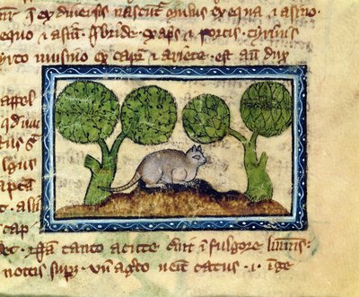 MS 379 f.12r 土塁の上にしゃがむ猫、獣類図鑑より（英語 作： English School