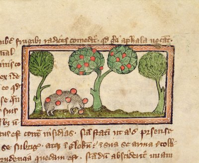 MS 379 f.13r リンゴを摘むハリネズミ、獣図鑑の詳細、英語 作： English School