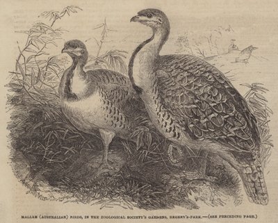 リージェンツ・パークの動物学協会の庭園に生息するマリー（オーストラリア）の鳥たち（エングレーヴィング 作： English School