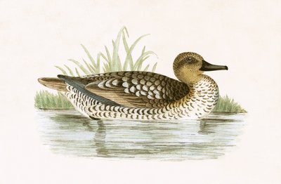 マーブルダック、チャールズロバートブリー（1811-86）による「イギリスの島々では観察されないヨーロッパの鳥の歴史」のイラスト、1867年に公開（カラーリソ） 作： English School