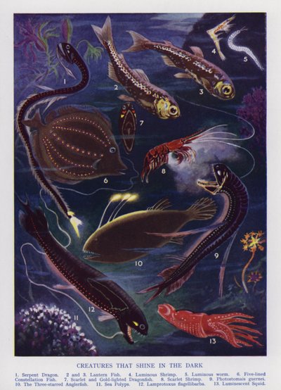 暗闇で輝く海洋生物（カラーリトグラフ 作： English School