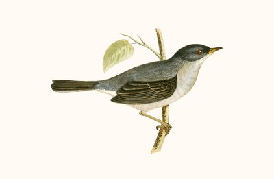 マルモラのウグイス、チャールズロバートブリー（1811-86）による「イギリスの島々では観察されないヨーロッパの鳥の歴史」の図解、1867年発行 作： English School