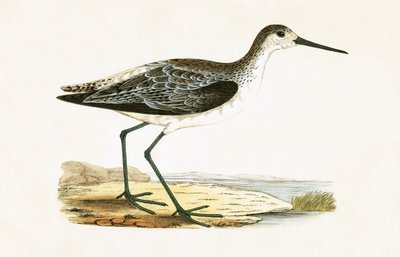 マーシュサンドパイパー、チャールズロバートブリー（1811-86）による「イギリスの島々では観察されないヨーロッパの鳥の歴史」のイラスト、1867年公開 作： English School