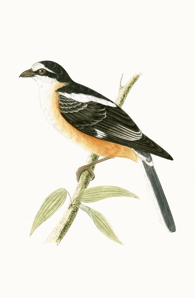 チャールズロバートブリー（1811-86）による「イギリス諸島では観察されないヨーロッパの鳥の歴史」の図解された仮面シュライク、1867年 作： English School
