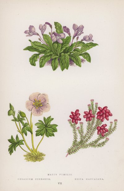 Mazus Pumilio、Geranium Cinereum、Erica Mackaiana（カラーリトグラフ 作： English School