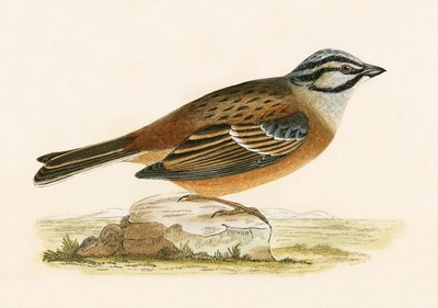 牧草地のホオジロ、チャールズロバートブリー（1811-86）による「イギリスの島々では観察されないヨーロッパの鳥の歴史」のイラスト、1867年公開 作： English School