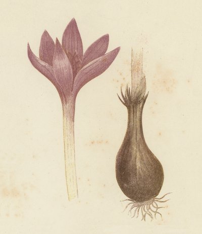 メドウサフラン（Colchicum Autumnale）（カラーリトグラフ 作： English School