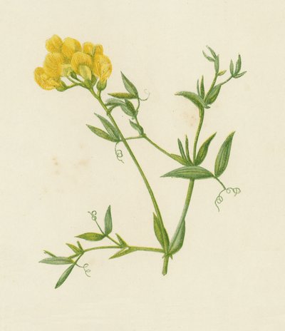 メドウ・ベッチリング、Lathyrus Pratensis（カラー・リソ） 作： English School