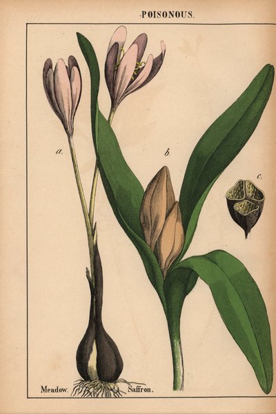 紫色の花を持つ草原サフラン  、「教育的な絵本、または野菜の世界からの教訓」[シャーロット・メアリー・ヤング]、エジンバラより 作： English School