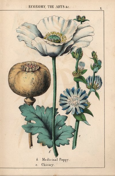 白い花と熟した蒴果を持つ薬用ケシ、青いチコリの花、「The Instructive Picturebook, or Lessons from the vegetables World」[シャーロット メアリー ヤング]、エジンバラより 作： English School