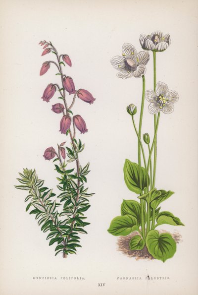 Menziesia Polifolia; Parnassia Palustris (カラーリトグラフ) 作： English School