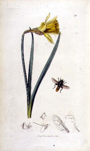Merodon clavipes（ホバーフライ）と水仙、John Curtisが1823-40年に出版した「British Entomology」に掲載されている（カラーの彫刻）。 作： English School