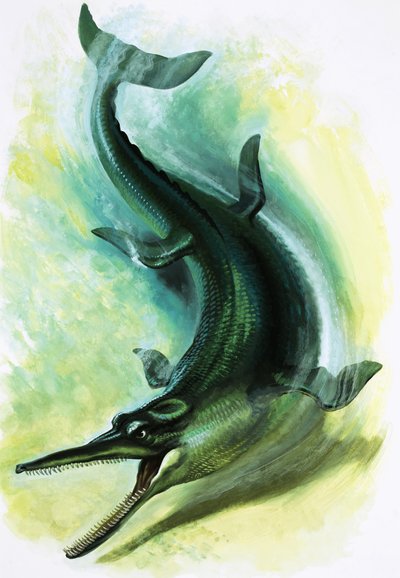 Metriorhynchus 作： English School