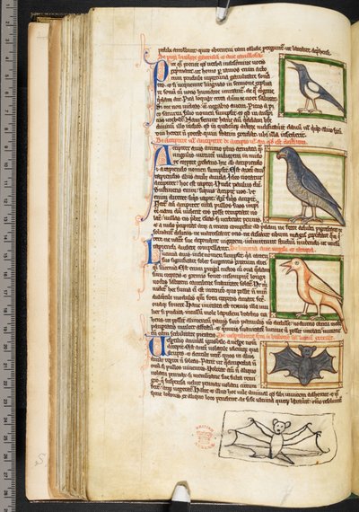 Summa de vitiis』（ハーレー3244巻、f.55v、1236-50年頃）を含む神学雑録より、鳥の細密画とコウモリの余白画（ヴェラム 作： English School