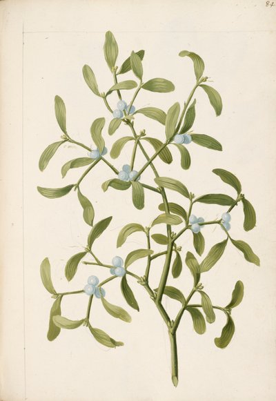 ヤドリギ。半寄生植物、1664年頃（リトグラフ）。 作： English School